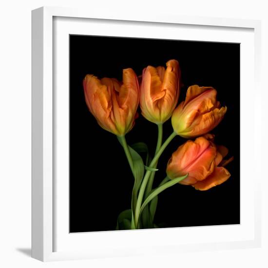 tulip-Magda Indigo-Framed Photographic Print