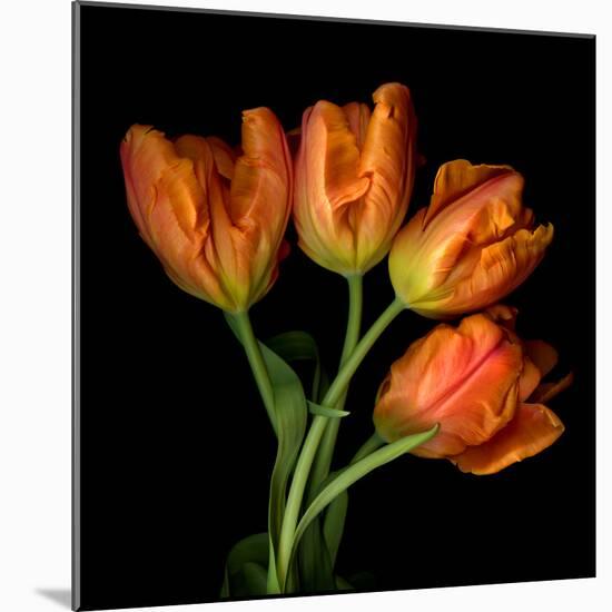 tulip-Magda Indigo-Mounted Photographic Print