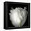 tulip-Magda Indigo-Framed Premier Image Canvas