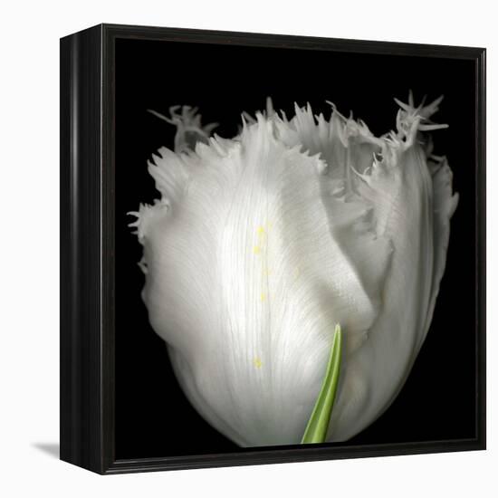 tulip-Magda Indigo-Framed Premier Image Canvas