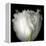 tulip-Magda Indigo-Framed Premier Image Canvas