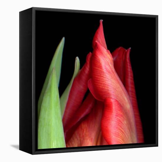 \tulip-Magda Indigo-Framed Premier Image Canvas