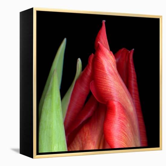 \tulip-Magda Indigo-Framed Premier Image Canvas