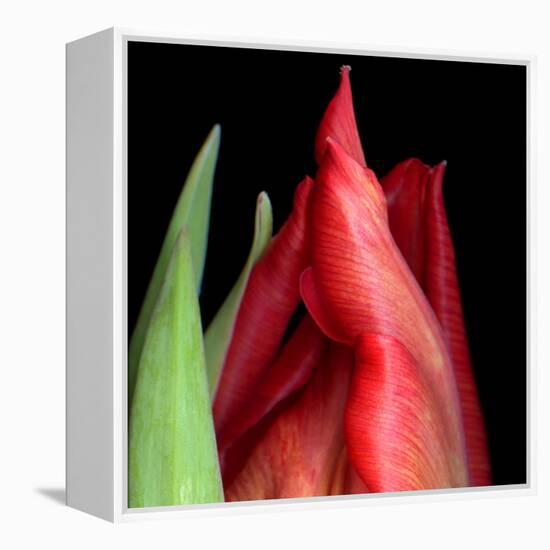 \tulip-Magda Indigo-Framed Premier Image Canvas