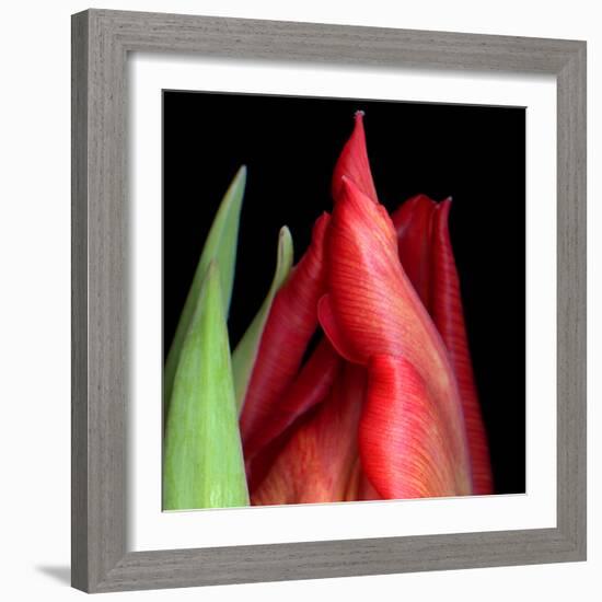 \tulip-Magda Indigo-Framed Photographic Print