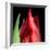 \tulip-Magda Indigo-Framed Photographic Print