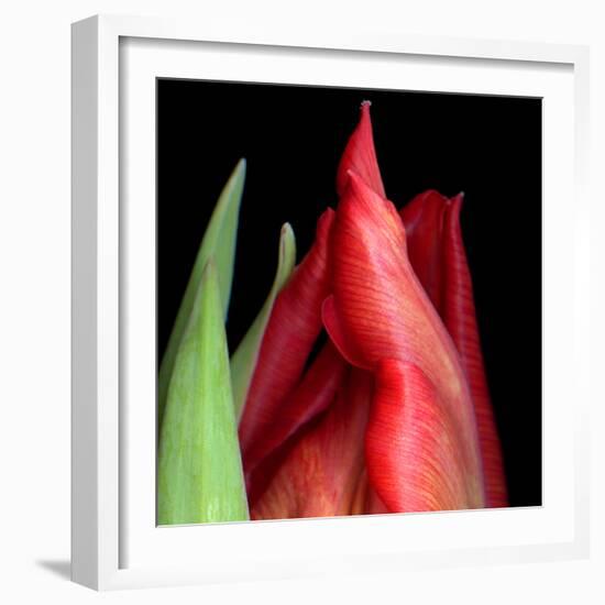 \tulip-Magda Indigo-Framed Photographic Print