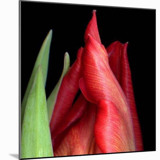 \tulip-Magda Indigo-Mounted Photographic Print