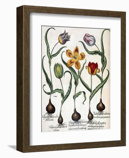 Tulip-null-Framed Giclee Print