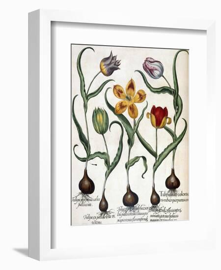 Tulip-null-Framed Giclee Print