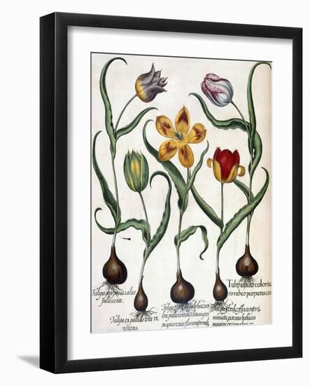 Tulip-null-Framed Giclee Print