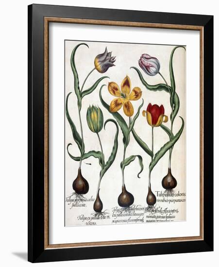 Tulip-null-Framed Giclee Print
