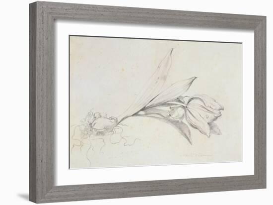 Tulip-Albert Williams-Framed Giclee Print