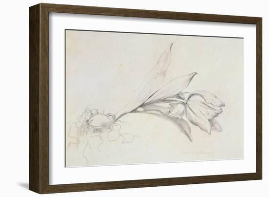 Tulip-Albert Williams-Framed Giclee Print