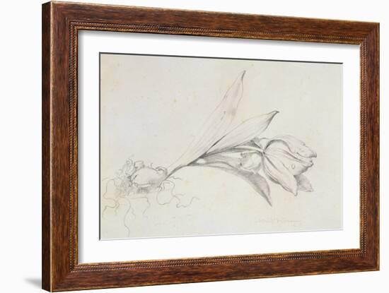 Tulip-Albert Williams-Framed Giclee Print