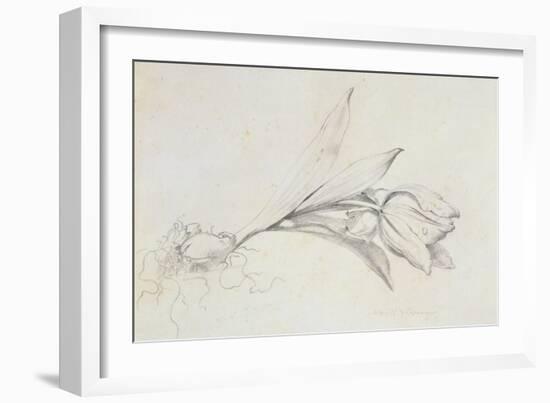 Tulip-Albert Williams-Framed Giclee Print