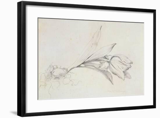 Tulip-Albert Williams-Framed Giclee Print