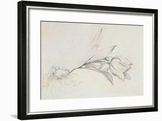 Tulip-Albert Williams-Framed Giclee Print