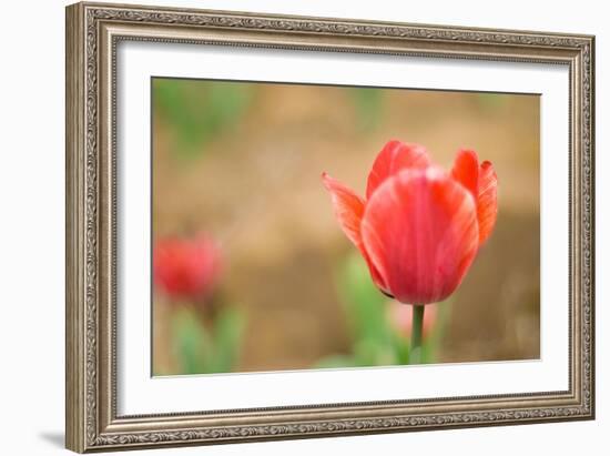 Tulip-Julie Fain-Framed Art Print