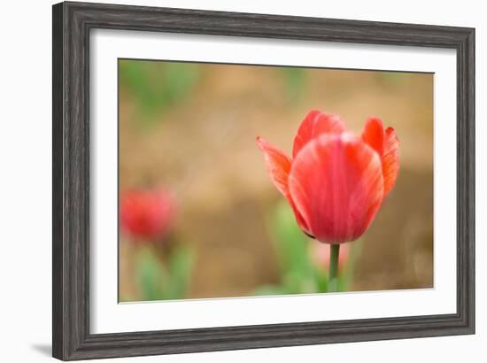 Tulip-Julie Fain-Framed Art Print