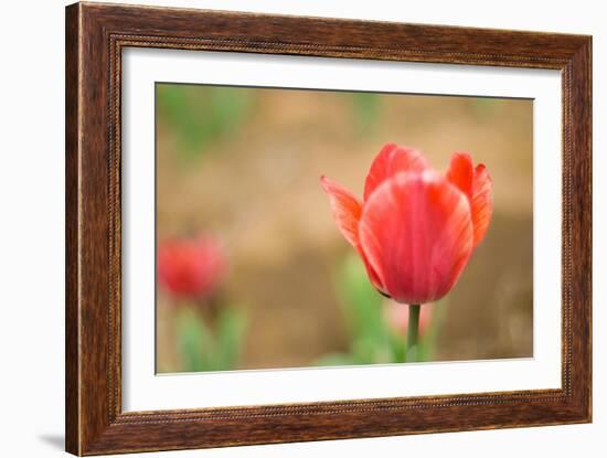 Tulip-Julie Fain-Framed Art Print