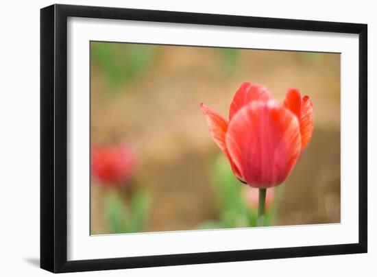 Tulip-Julie Fain-Framed Art Print