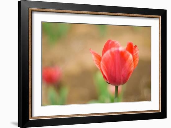 Tulip-Julie Fain-Framed Art Print