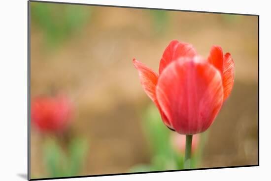 Tulip-Julie Fain-Mounted Art Print