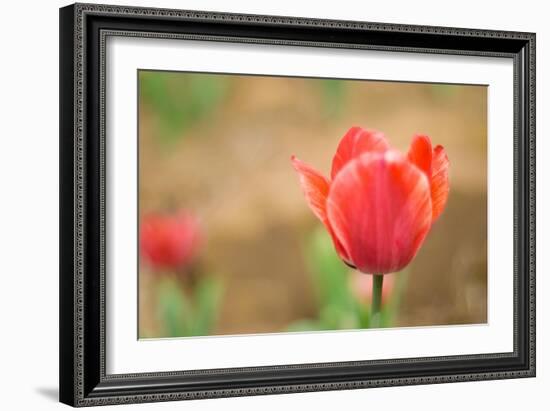 Tulip-Julie Fain-Framed Art Print