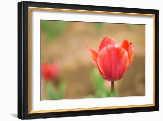 Tulip-Julie Fain-Framed Art Print