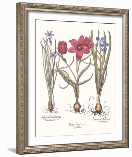 Tulipa 2: Tulips-Basil Besler-Framed Giclee Print