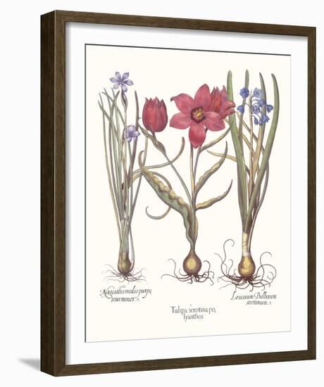 Tulipa 2: Tulips-Basil Besler-Framed Giclee Print