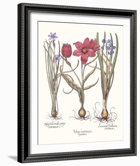 Tulipa 2: Tulips-Basil Besler-Framed Giclee Print