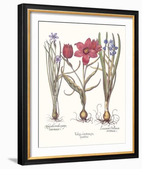 Tulipa 2: Tulips-Basil Besler-Framed Giclee Print
