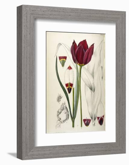 Tulipa Cypria a Deep Red Tulip-William Curtis-Framed Photographic Print