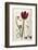 Tulipa Cypria a Deep Red Tulip-William Curtis-Framed Photographic Print