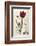 Tulipa Cypria a Deep Red Tulip-William Curtis-Framed Photographic Print