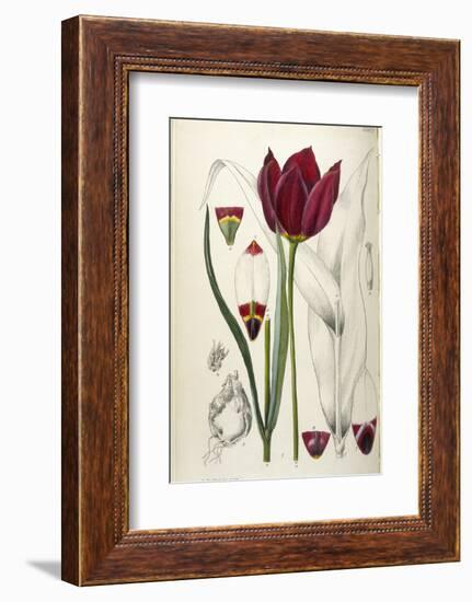 Tulipa Cypria a Deep Red Tulip-William Curtis-Framed Photographic Print