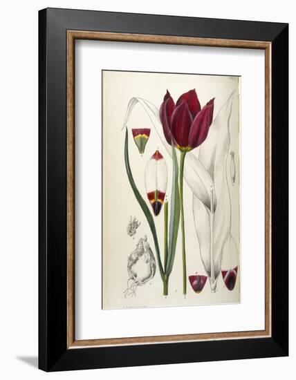 Tulipa Cypria a Deep Red Tulip-William Curtis-Framed Photographic Print