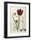 Tulipa Cypria a Deep Red Tulip-William Curtis-Framed Photographic Print