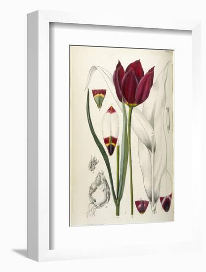 Tulipa Cypria a Deep Red Tulip-William Curtis-Framed Photographic Print