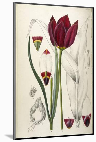Tulipa Cypria a Deep Red Tulip-William Curtis-Mounted Photographic Print
