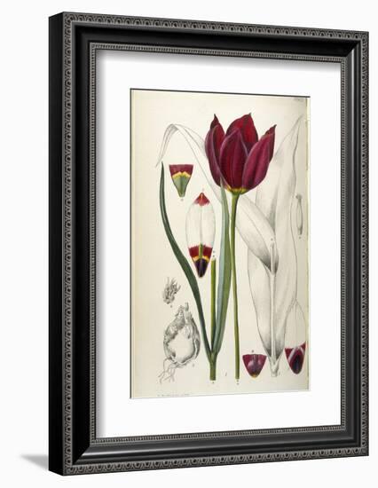 Tulipa Cypria a Deep Red Tulip-William Curtis-Framed Photographic Print