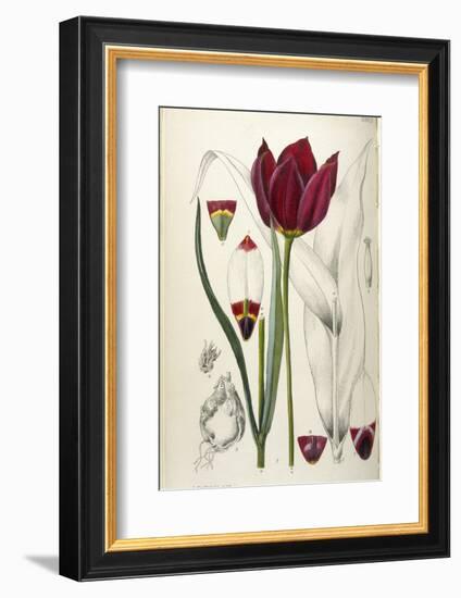 Tulipa Cypria a Deep Red Tulip-William Curtis-Framed Photographic Print