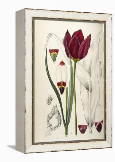Tulipa Cypria a Deep Red Tulip-William Curtis-Framed Premier Image Canvas