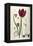 Tulipa Cypria a Deep Red Tulip-William Curtis-Framed Premier Image Canvas