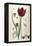 Tulipa Cypria a Deep Red Tulip-William Curtis-Framed Premier Image Canvas