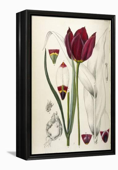 Tulipa Cypria a Deep Red Tulip-William Curtis-Framed Premier Image Canvas