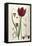 Tulipa Cypria a Deep Red Tulip-William Curtis-Framed Premier Image Canvas