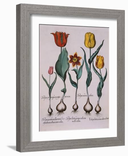 Tulipa, Engraving-Basilius Besler-Framed Giclee Print